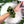 MOLDAVITE