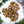 VENUS MIDI